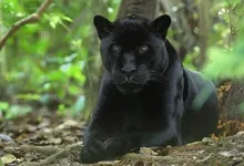world panthers black panther belize 1920x1080 wallpaper Art HD Wallpaper